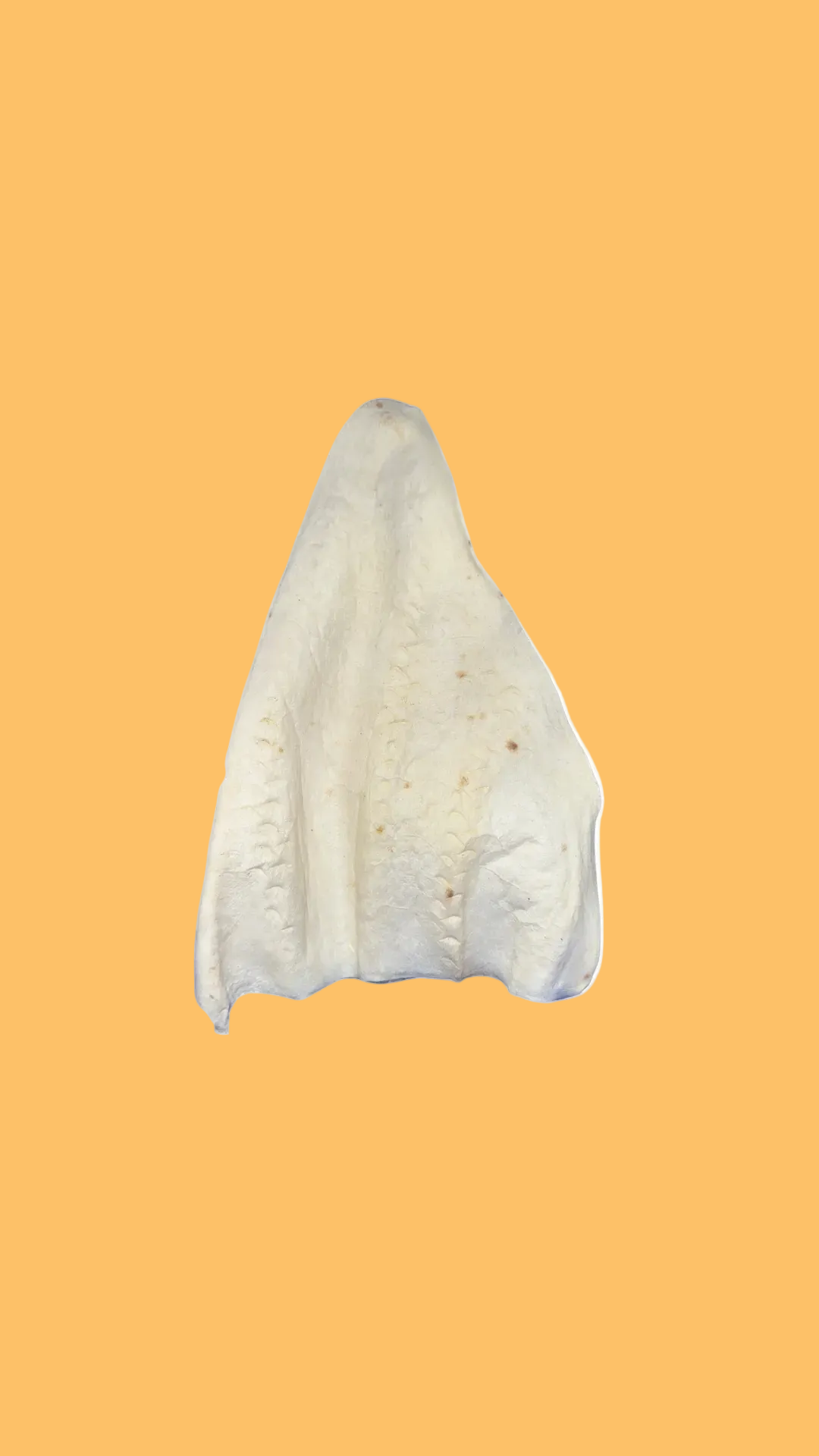 Natural Bovine Jumbo Ear