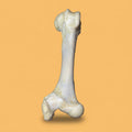 Bovine Monster Femur Bone