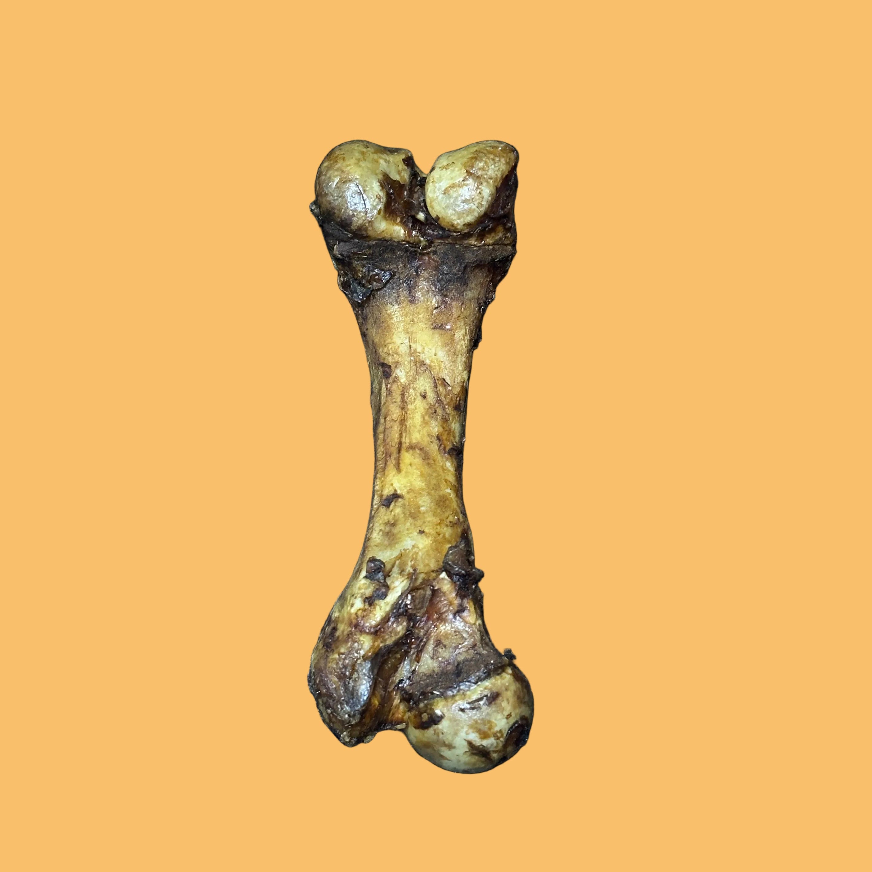 Bovine Femur Bone