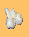 Bovine Head