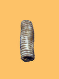 Trachea 5-6" Peanut Butter Stuffed